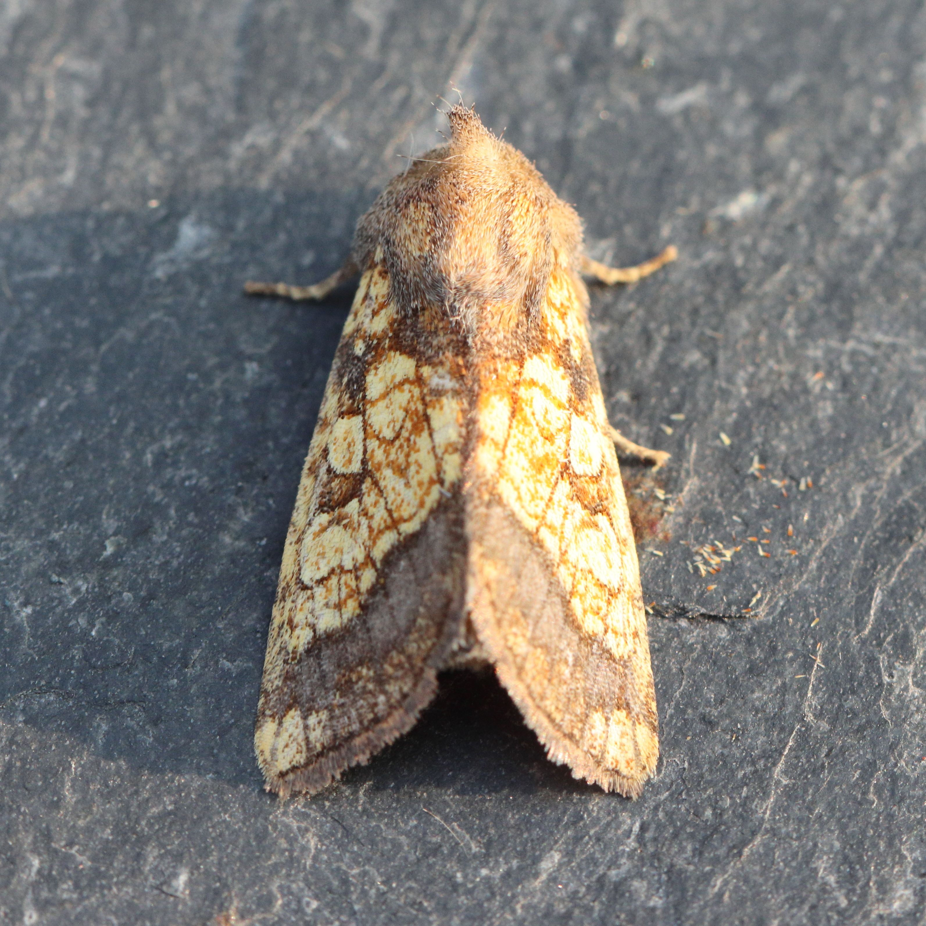 Photo of Frosted Orange (Gortyna flavago)
